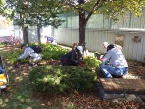 10月18日にスズランの刈り込みをするお助け隊