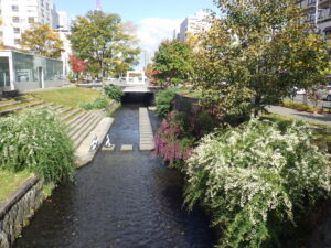 ハギの刈り取り前の南3条の様子