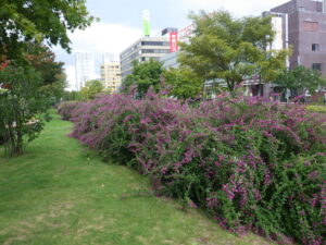 9月29日の北1条のハギの様子