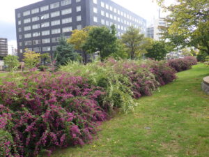 9月29日の北1条のハギの様子