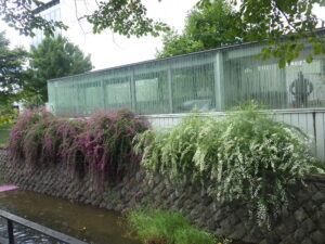 9月29日の北2条のハギの様子