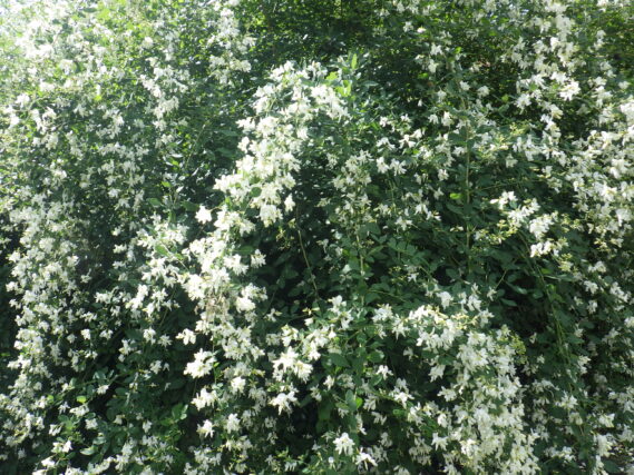 「公園のハギの様子」の画像