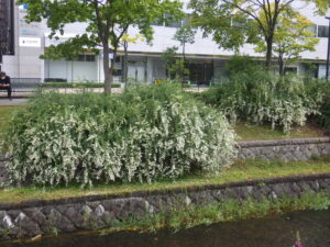 10月1日の南1条のハギの様子