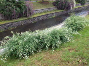 10月1日の南1条のハギの様子