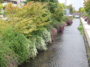 10月1日の南2条のハギの様子