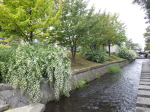 10月1日の南4条のハギの様子