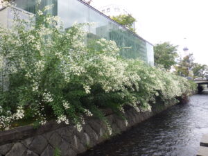 10月1日の南4条のハギの様子