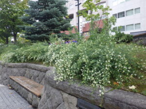 10月1日の南2条のハギの様子