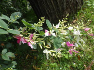 シラハギの中の染分けハギ
