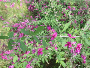 ミヤギノハギの紫