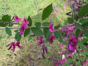 ミヤギノハギの紫