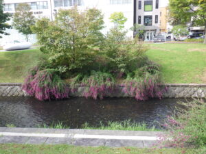 南2条のミヤギノハギ