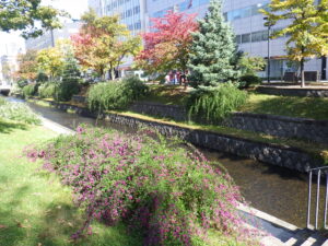 10月13日の南1条のハギと紅葉の様子