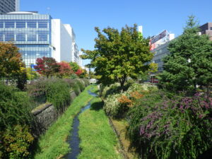 10月13日の北1条のハギと紅葉の様子