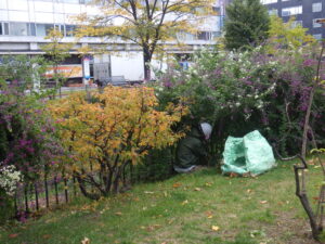 ハギの刈り取り作業の様子