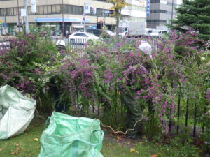 ハギの刈り取り作業の様子