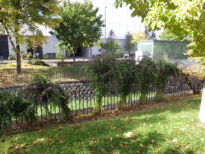 ハギの刈り取り作業で一株づつ縛られたハギ達