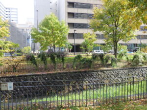 ハギの刈り取り作業で一株づつ縛られたハギ達