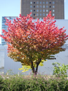 10月13日の北1条の紅葉の様子