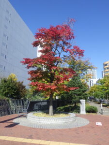 10月13日の北2条の紅葉の様子