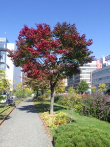 10月13日の北1条の紅葉の様子