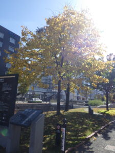 10月13日の大通の紅葉の様子