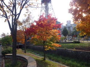 10月31日のヤマモミジの紅葉の様子