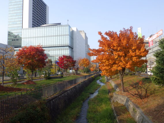 「10月の終わり園内の紅葉の様子」の画像