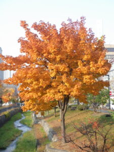 10月31日のイタヤカエデの紅葉の様子