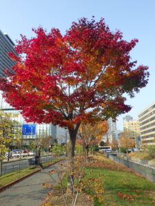 10月31日のヤマモミジの紅葉の様子