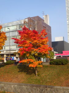 10月31日のヤマモミジの紅葉の様子