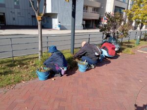 10月24日にヘメロカリスの刈取りをする植物ボランティア