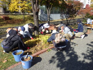 10月25日にスズランの刈取りをするお助け隊