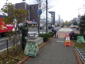 11月20日にライラックとモンタナマツの冬囲いをする公園スタッフ