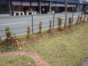 冬囲いされたシモツケ