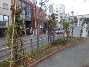 冬囲いされたライラック