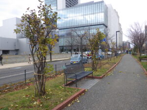 冬囲いされたライラック