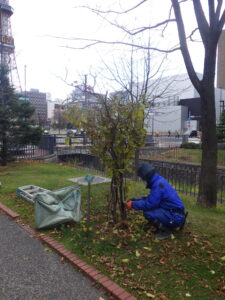 11月20日にライラックの冬囲いをする公園スタッフ