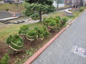 冬囲いされたモンタナマツ