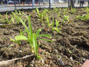 10月31日に元気に伸びていたヘメロカリス