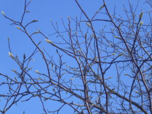 令和6年1月4日のキタコブシの冬芽の様子