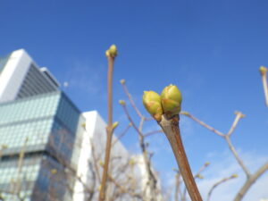 令和6年1月4日のライラックの冬芽の様子