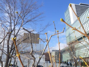 令和6年1月4日のライラックの冬芽の様子