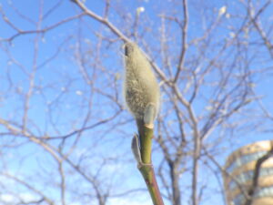 令和6年1月4日のキタコブシの冬芽の様子