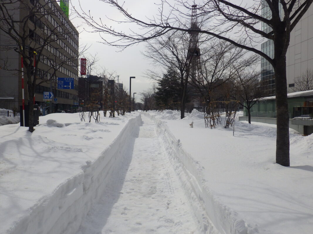 3月9日の北2条東園路除雪後の様子