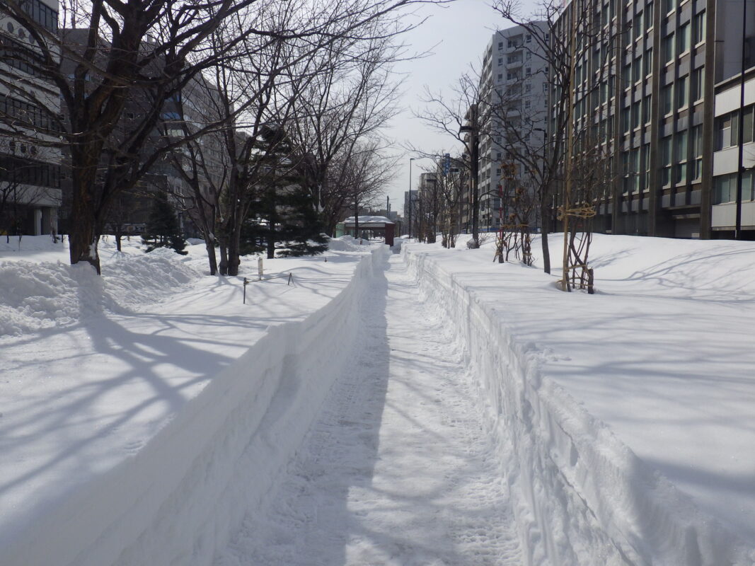 3月9日の南1条西園路除雪後の様子