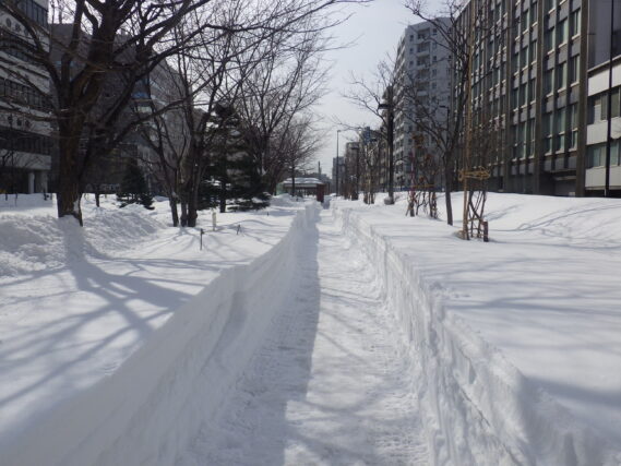 3月9日の南1条西園路除雪後の様子