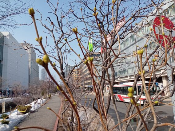 4月3日のライラックの芽の様子