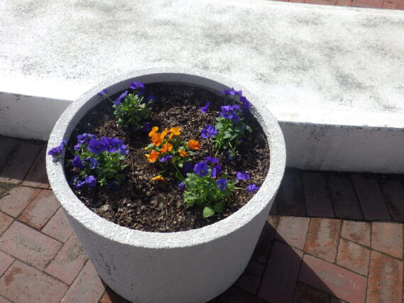 4月25日に植えたまんなか広場のコンテナ花壇のビオラの花