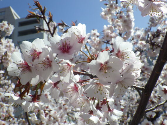 チシマザクラの花